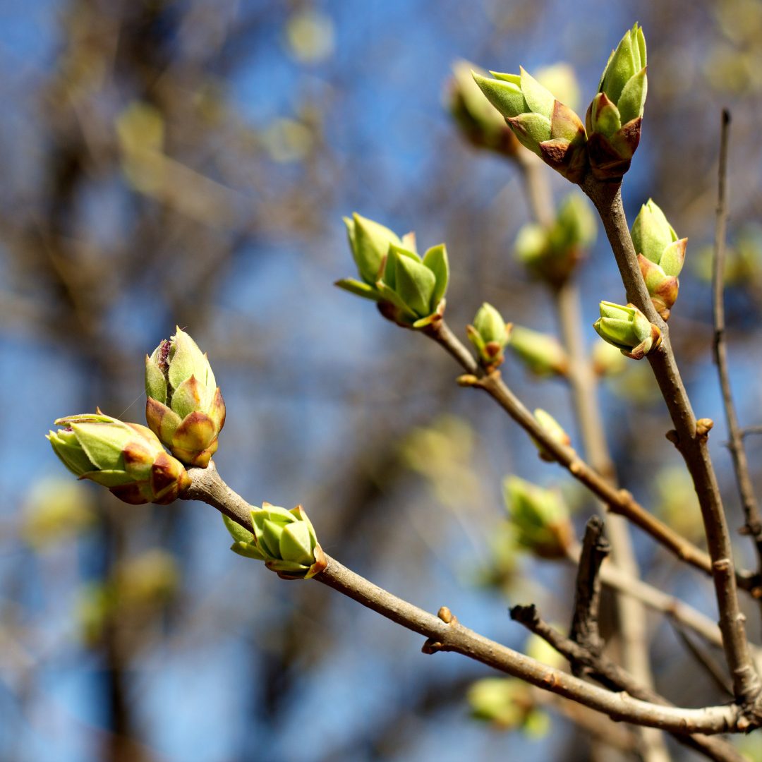 Gemmothérapie -Macerats de bourgeons de plantes
